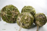 moss decorative ball